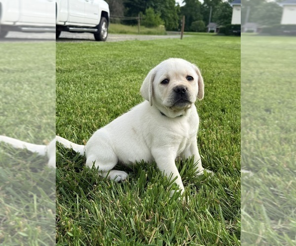 Medium Photo #8 Labrador Retriever Puppy For Sale in BLANCHESTER, OH, USA