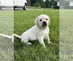 Small #7 Labrador Retriever