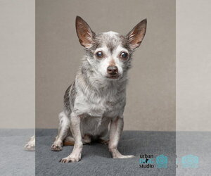 Toosie - M - Male Chihuahua Dog for Adoption - Photo #3