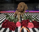 Small #8 Poodle (Standard)
