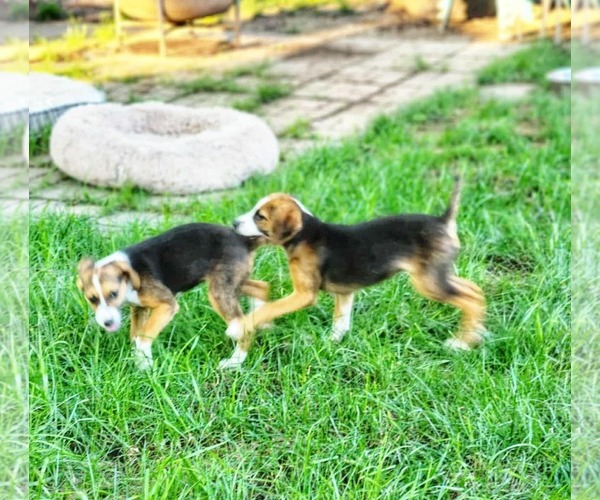Medium Photo #7 Beagle-Unknown Mix Puppy For Sale in Fultonham, NY, USA