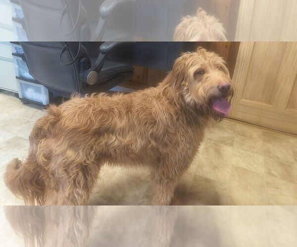 Medium Photo #2 Golden Retriever-Unknown Mix Puppy For Sale in Raleigh, NC, USA