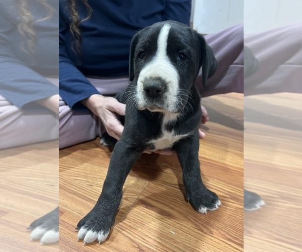 Medium Photo #1 Great Dane Puppy For Sale in MAYSVILLE, KY, USA