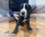 Litter of 2 - Female Great DaneLitter of Puppies for Sale - Small photo