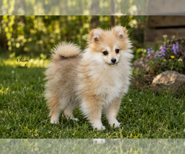 Medium Photo #10 Pomeranian Puppy For Sale in CLARE, MI, USA