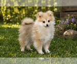 Small Photo #10 Pomeranian Puppy For Sale in CLARE, MI, USA