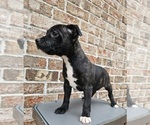 Small #12 Staffordshire Bull Terrier