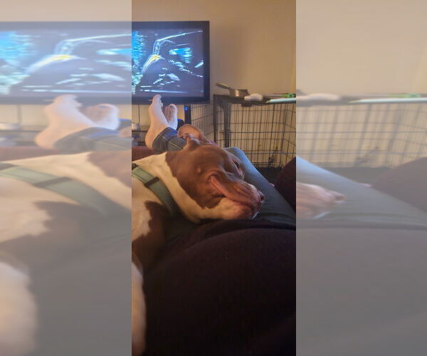 Medium Photo #2 Mutt Puppy For Sale in Evansville, IN, USA