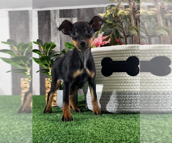 Medium Photo #3 Miniature Pinscher Puppy For Sale in CANOGA, NY, USA