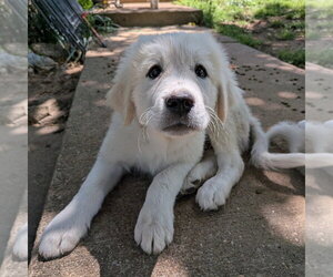 Great Pyrenees Dogs for adoption in Vail, AZ, USA