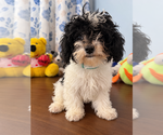 BichPoo puppies - Male Bichpoo Puppy for Sale - Photo #17
