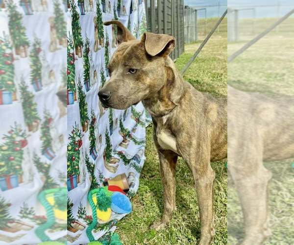 Medium Photo #4 Mutt Puppy For Sale in Abbeville, LA, USA