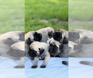 Mastiff Puppy for Sale in ATWATER, California USA