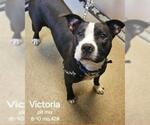 Small American Pit Bull Terrier