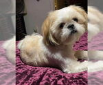 Small Shih Tzu