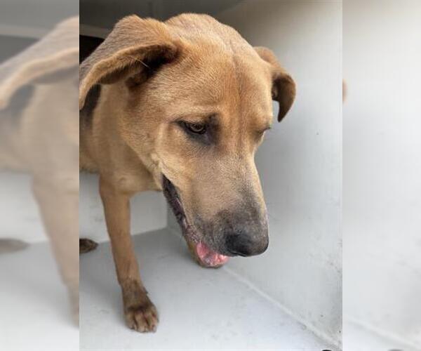 Medium Photo #1 German Shepherd Dog-Unknown Mix Puppy For Sale in Houston, TX, USA