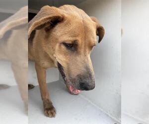 German Shepherd Dog-Unknown Mix Dogs for adoption in Houston, TX, USA