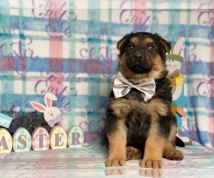 German Shepherd Dog Puppy for sale in LANCASTER, PA, USA