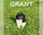 Small #1 ShihPoo