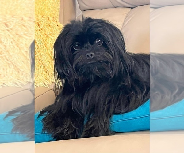 Medium Photo #4 Auss-Tzu Puppy For Sale in PALM COAST, FL, USA