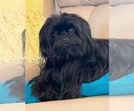 Small #3 Auss-Tzu