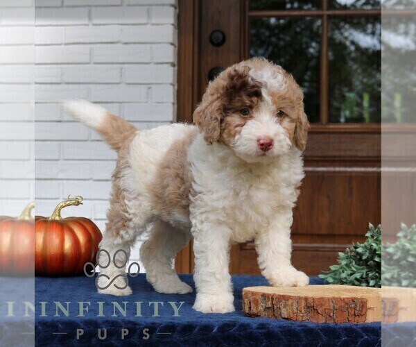Medium Photo #2 Bernedoodle (Miniature) Puppy For Sale in LANCASTER, PA, USA