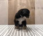 Small Photo #3 Bernese Mountain Dog Puppy For Sale in ATWATER, CA, USA