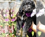 Small Photo #4 Bernedoodle Puppy For Sale in OVERLAND PARK, KS, USA