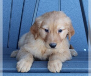 Golden Retriever Puppy for sale in FREDERICKSBURG, OH, USA