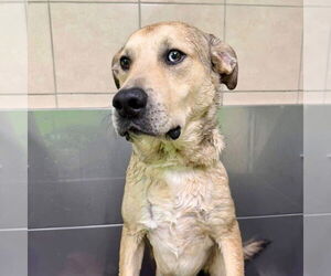 Cash - Male Anatolian Shepherd-Unknown Mix Dog for Adoption - Photo #7