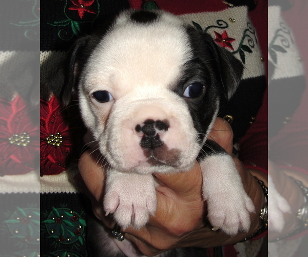 Medium Photo #3 Boston Terrier Puppy For Sale in BEND, OR, USA