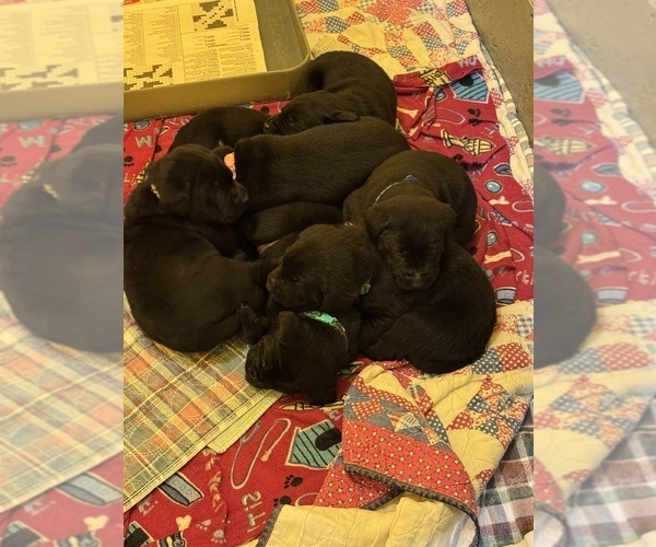 Medium Photo #3 Labrador Retriever Puppy For Sale in LISBON, CT, USA