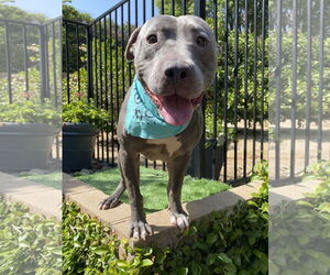 Lenny - Male American Pit Bull Terrier-American Staffordshire Terrier Mix Dog for Adoption - Photo #4