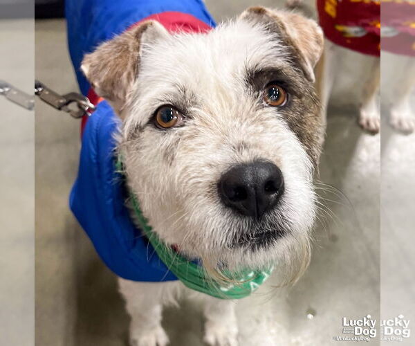 Medium Photo #4 Mutt Puppy For Sale in Washington, DC, USA