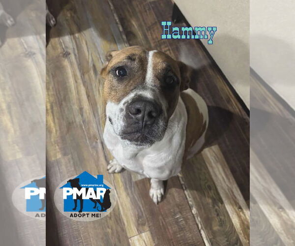 Medium Photo #4 Bullypit Puppy For Sale in Binghamton, NY, USA