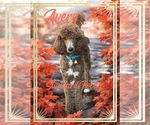 Small Photo #1 Poodle (Standard) Puppy For Sale in SAINT CLOUD, MN, USA