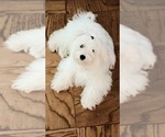 Small Photo #1 Maltipoo (Toy) Puppy For Sale in ALEXANDRIA, VA, USA