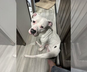DRAKO MALFOY - Male Staffordshire Bull Terrier-Unknown Mix Dog for Adoption - Photo #4