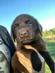 Small Photo #16 Labrador Retriever Puppy For Sale in EATONVILLE, WA, USA