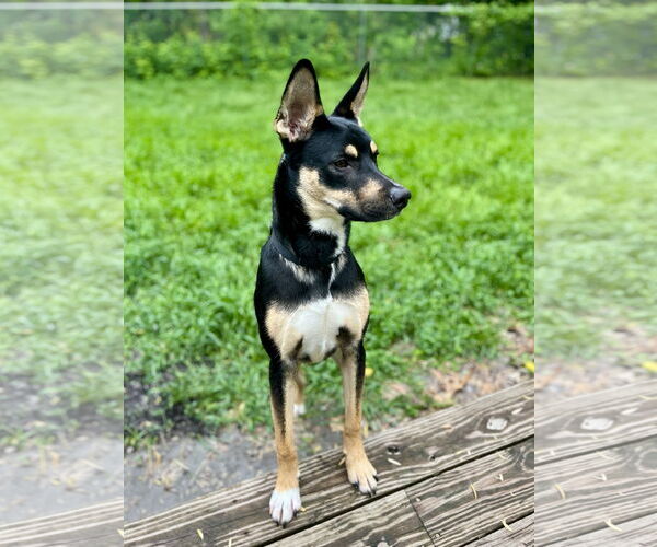 Medium Photo #7 German Shepherd Dog-Huskies  Mix Puppy For Sale in Princeton, MN, USA