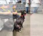 Small #4 Boxer Mix