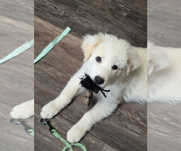 Medium Photo #5 Great Pyrenees-Unknown Mix Puppy For Sale in Dallas, TX, USA