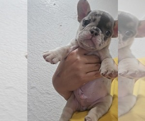 French Bulldog Puppy for sale in NORTH PORT, FL, USA