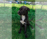 Small #1 Boston Terrier Mix