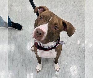 Mutt Dogs for adoption in Gilberts, IL, USA