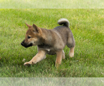 Small #34 Shiba Inu