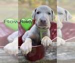 Puppy Rowdy Green Doberman Pinscher
