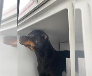 Rottweiler Dogs for adoption in Houston, TX, USA