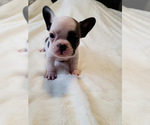 Puppy 0 French Bulldog