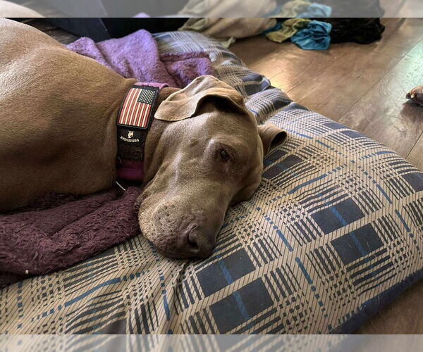 Medium Photo #6 Great Dane Puppy For Sale in Bullard, TX, USA